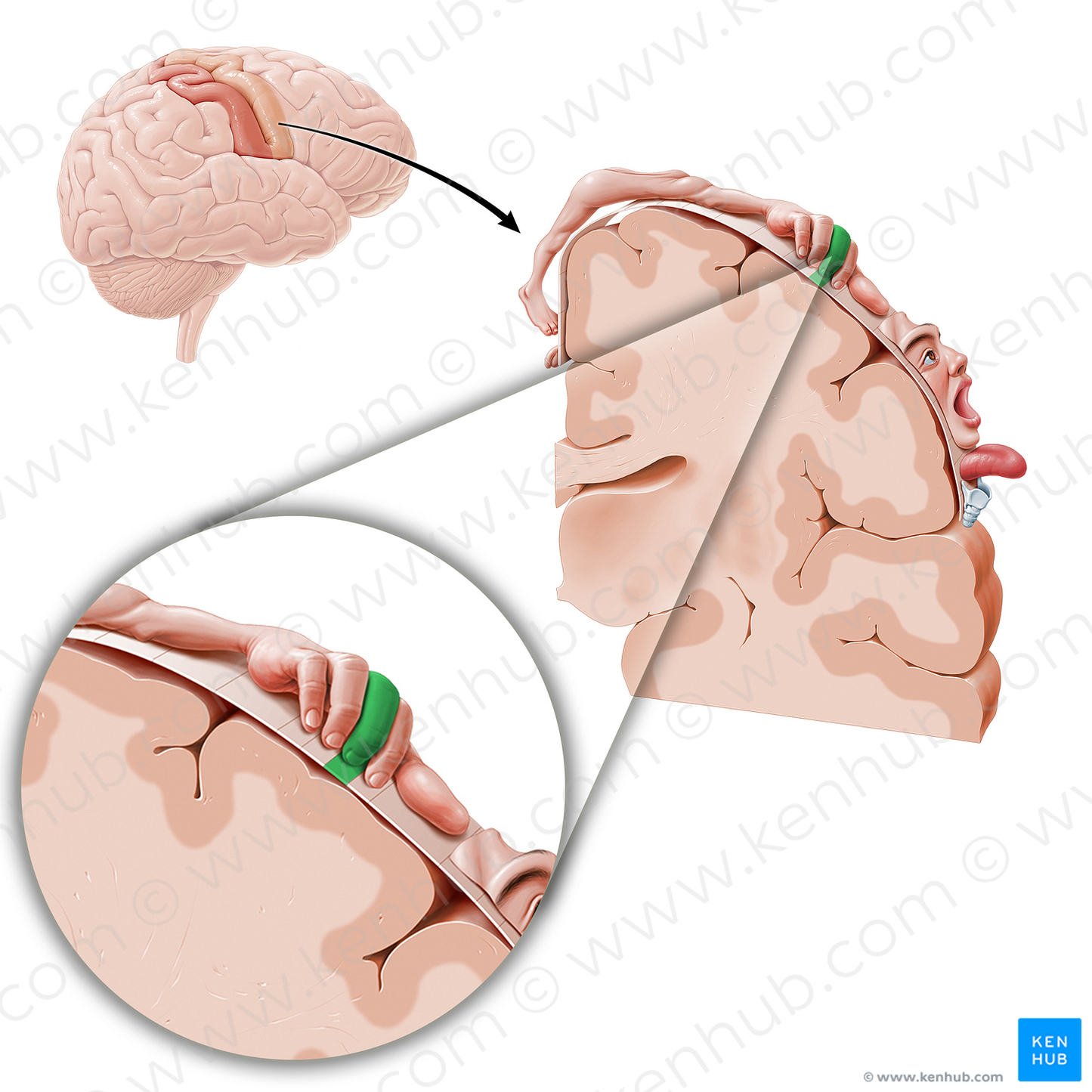 Motor cortex of middle finger (#11080)