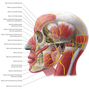 Nerves of face and scalp (Lateral view) (Spanish)