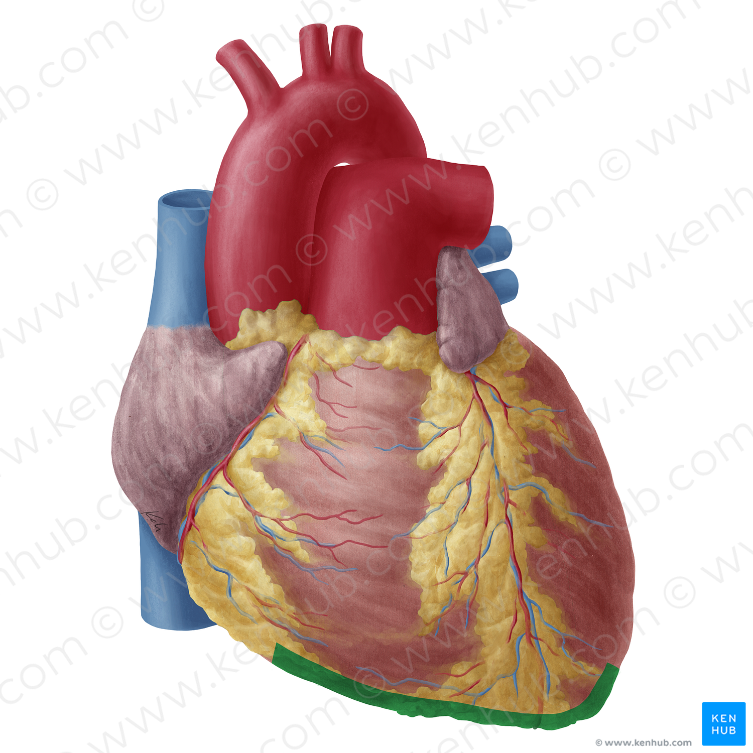 Inferior border of heart (#19750)