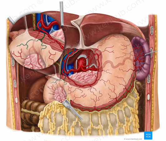 Supraduodenal artery (#1861)