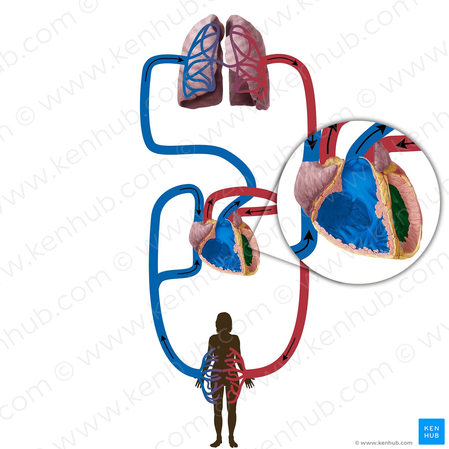 Left ventricle of heart (#19831)