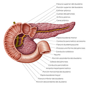 Pancreatic duct system (Spanish)