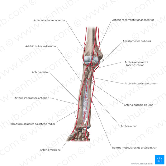 Arteries of the forearm: Anterior view (Portuguese)