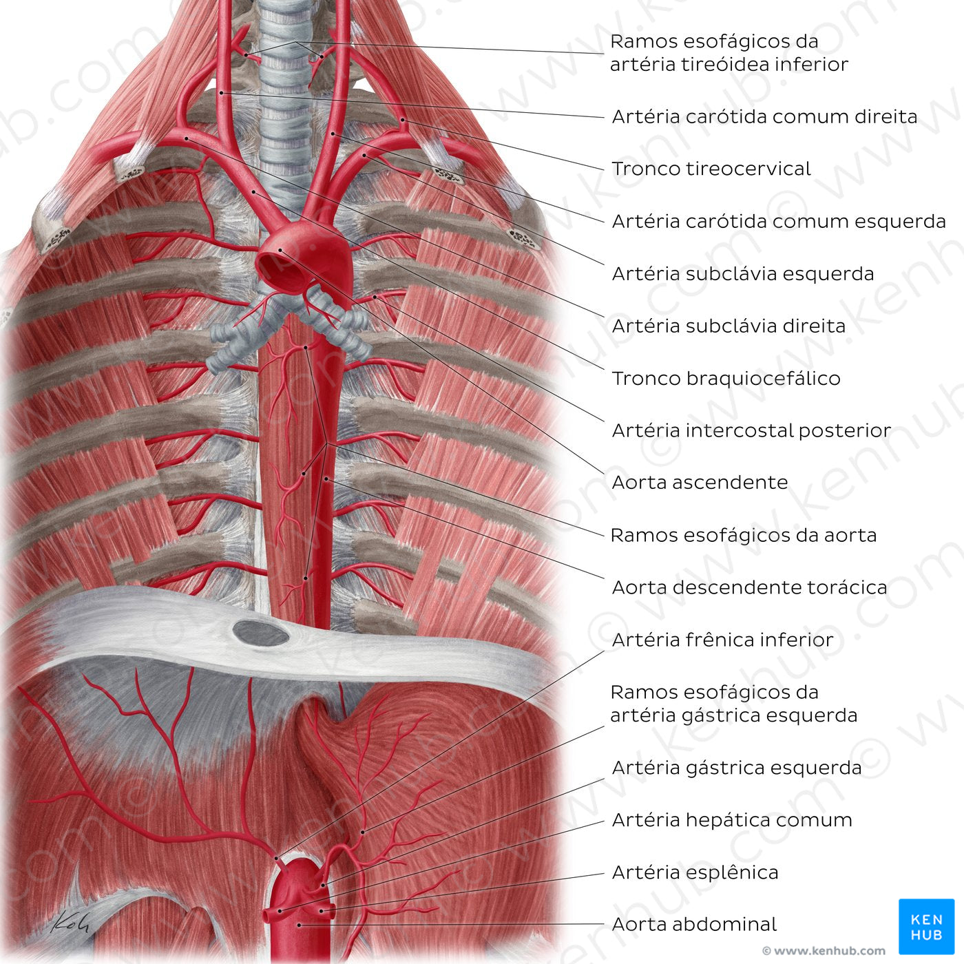 Arteries of the posterior thoracic wall (Portuguese)