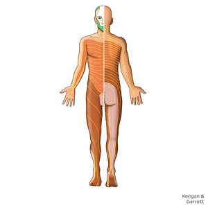 V3 dermatome (#20838)