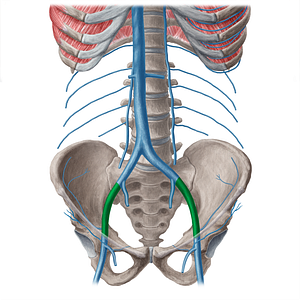 External iliac vein (#21547)