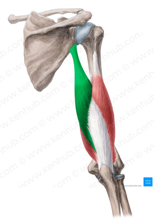 Long head of triceps brachii muscle (#2408)