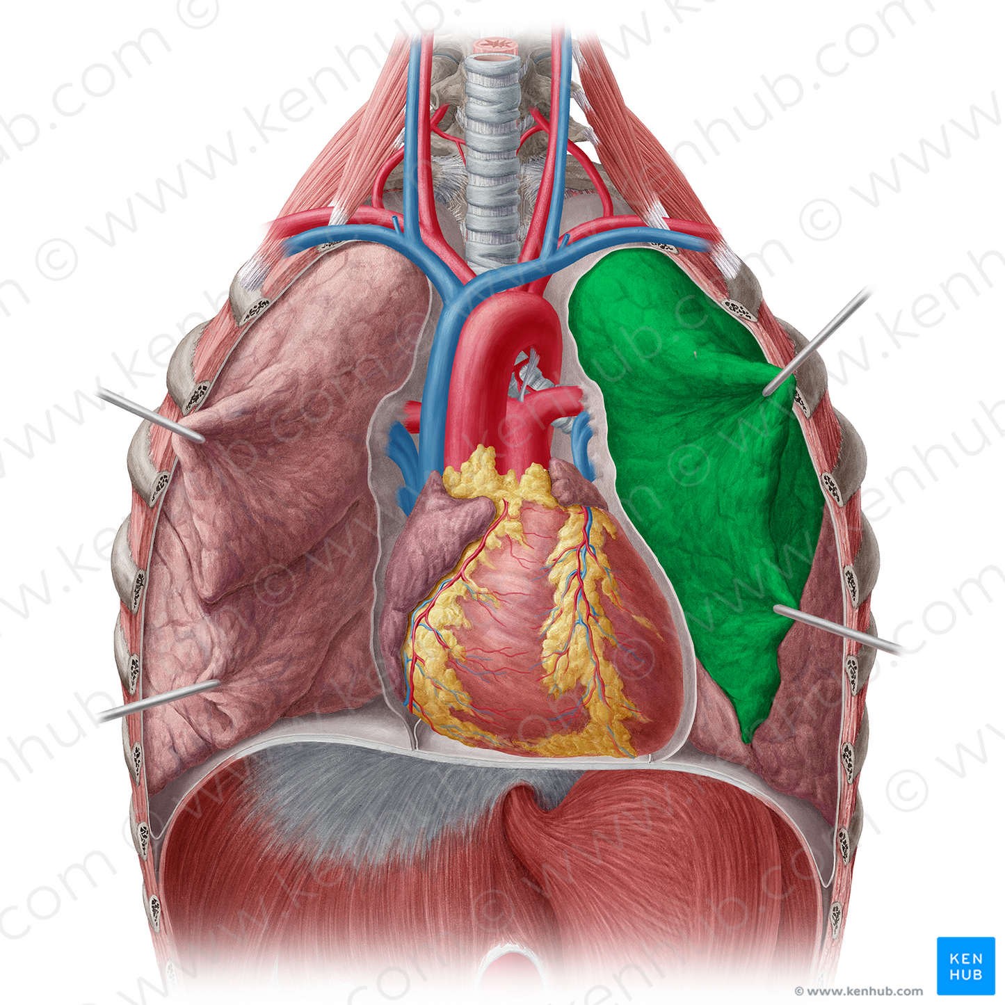 Superior lobe of left lung (#4871)