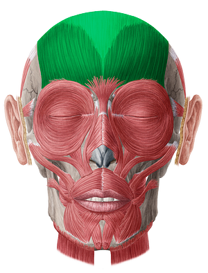 Frontalis muscle & epicranial aponeurosis (#5391)