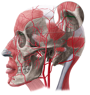 Ophthalmic artery (#20515)