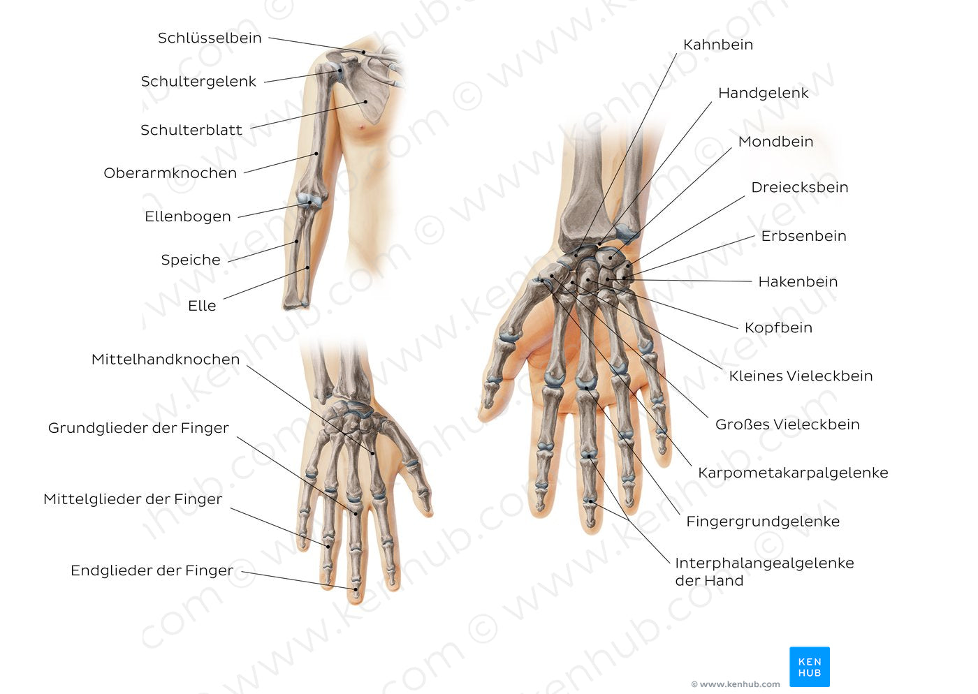 Main bones of the upper extremity (German)