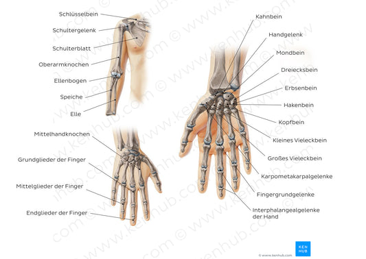 Main bones of the upper extremity (German)