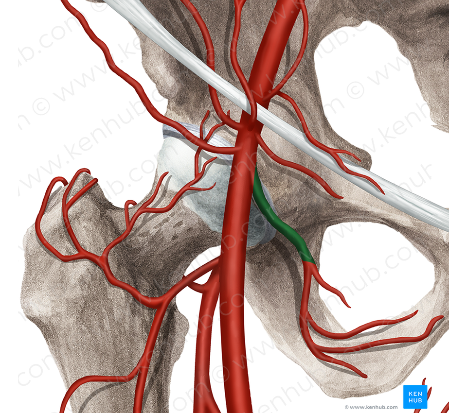 Deep external pudendal artery (#1664)