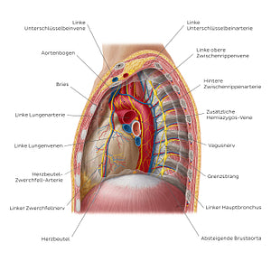 Contents of the mediastinum: Left lateral view (German)