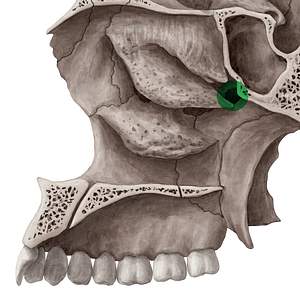 Sphenopalatine foramen (#3803)