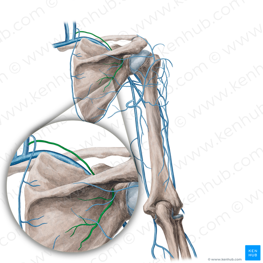 Suprascapular vein (#21745)