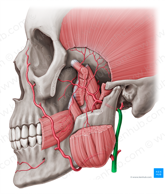 External carotid artery (#955)