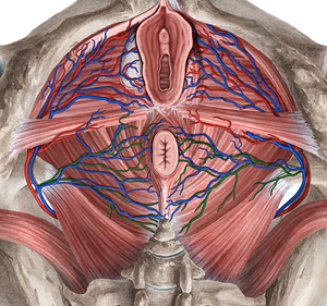 Inferior anorectal artery (#1714)