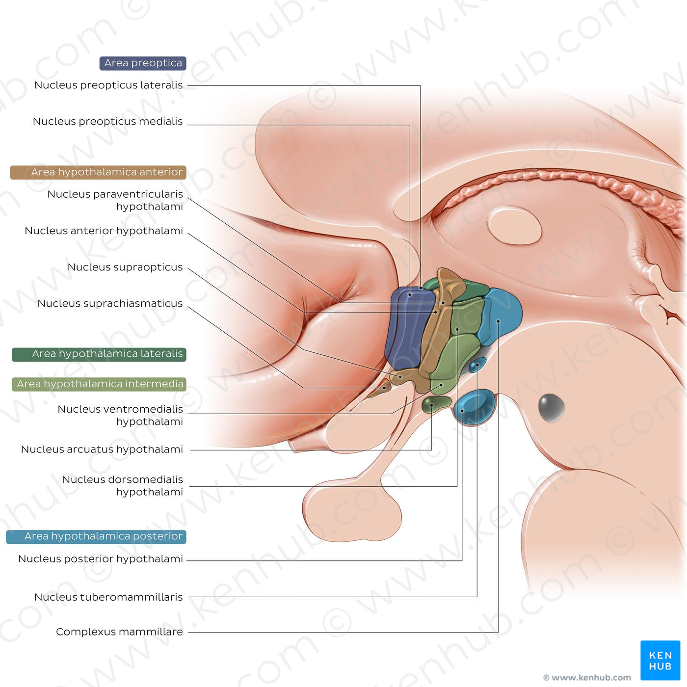 Hypothalamus: nuclei (Latin)