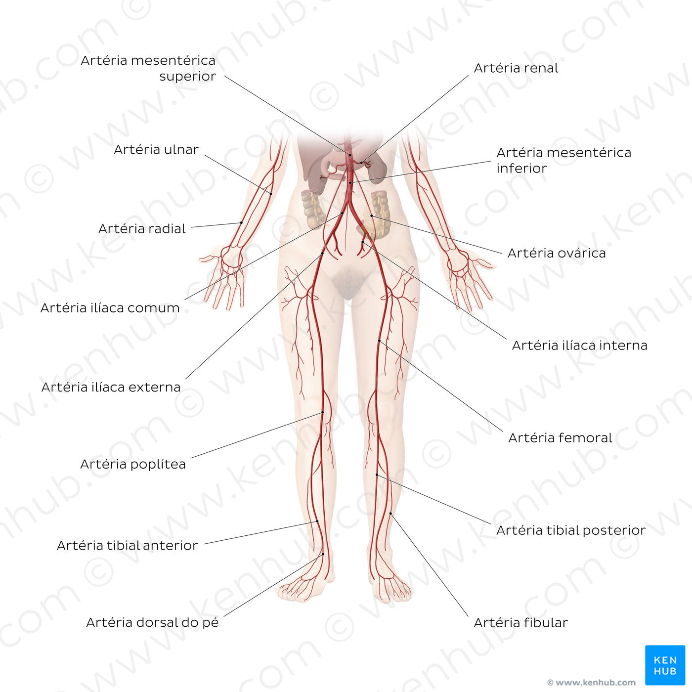 Cardiovascular system: Arteries of the lower part of the body (Portuguese)
