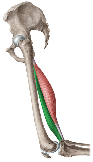 Semimembranosus muscle (#5918)