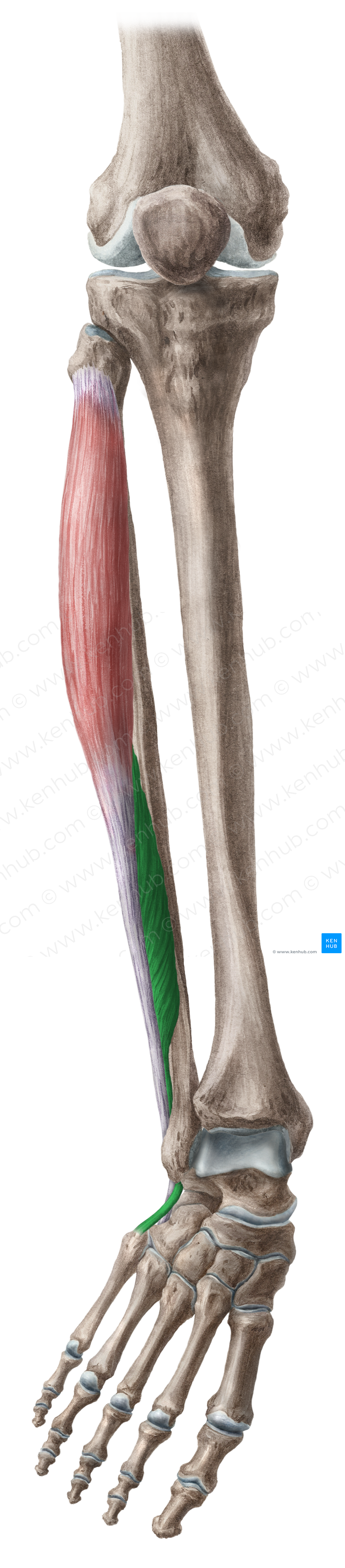 Fibularis brevis muscle (#5754)