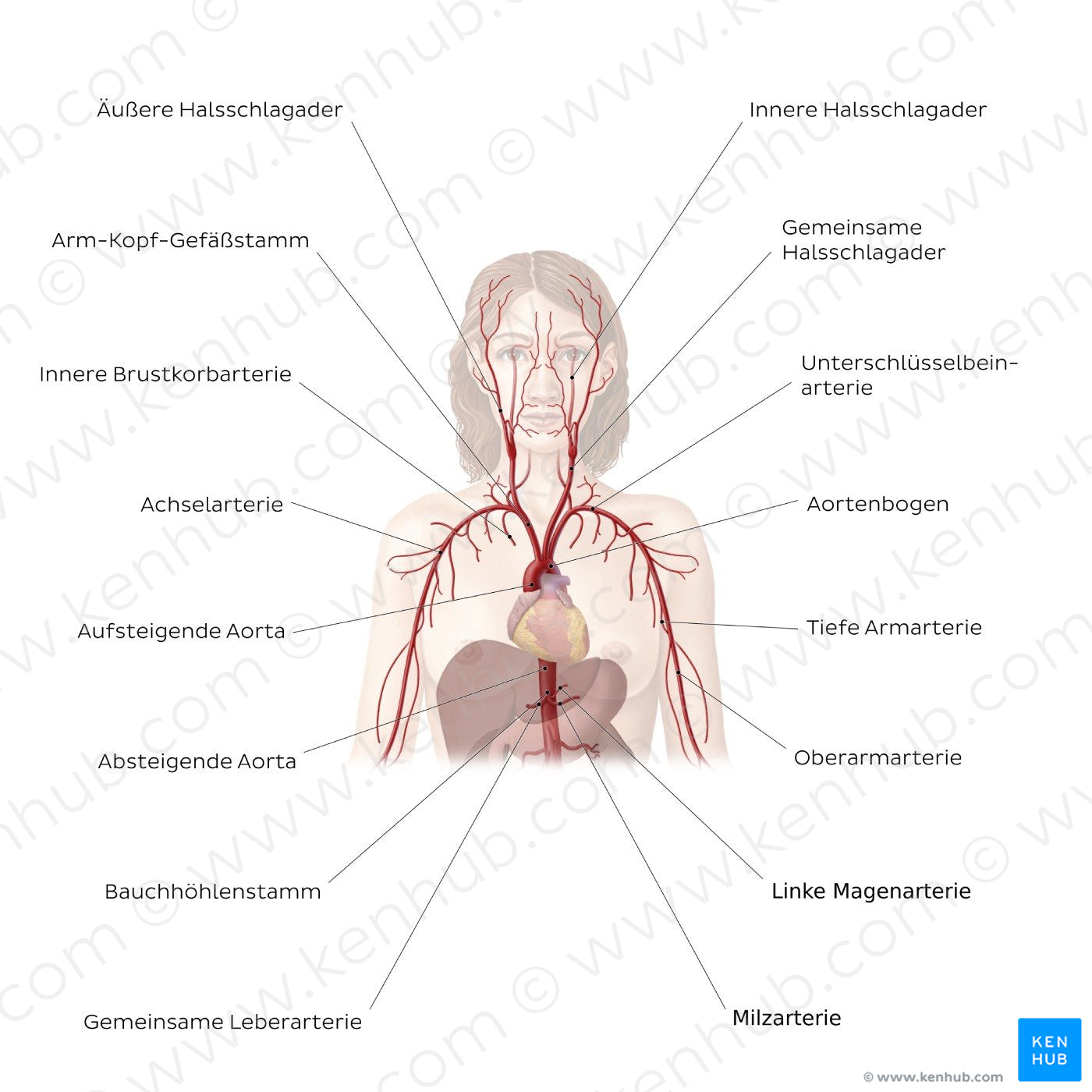 Cardiovascular system: Arteries of the upper part of the body (German)