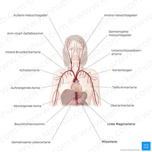 Cardiovascular system: Arteries of the upper part of the body (German)