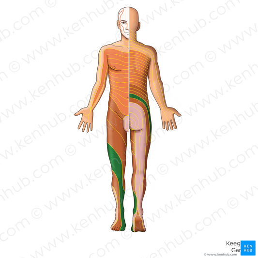 L4 dermatome (#20851)