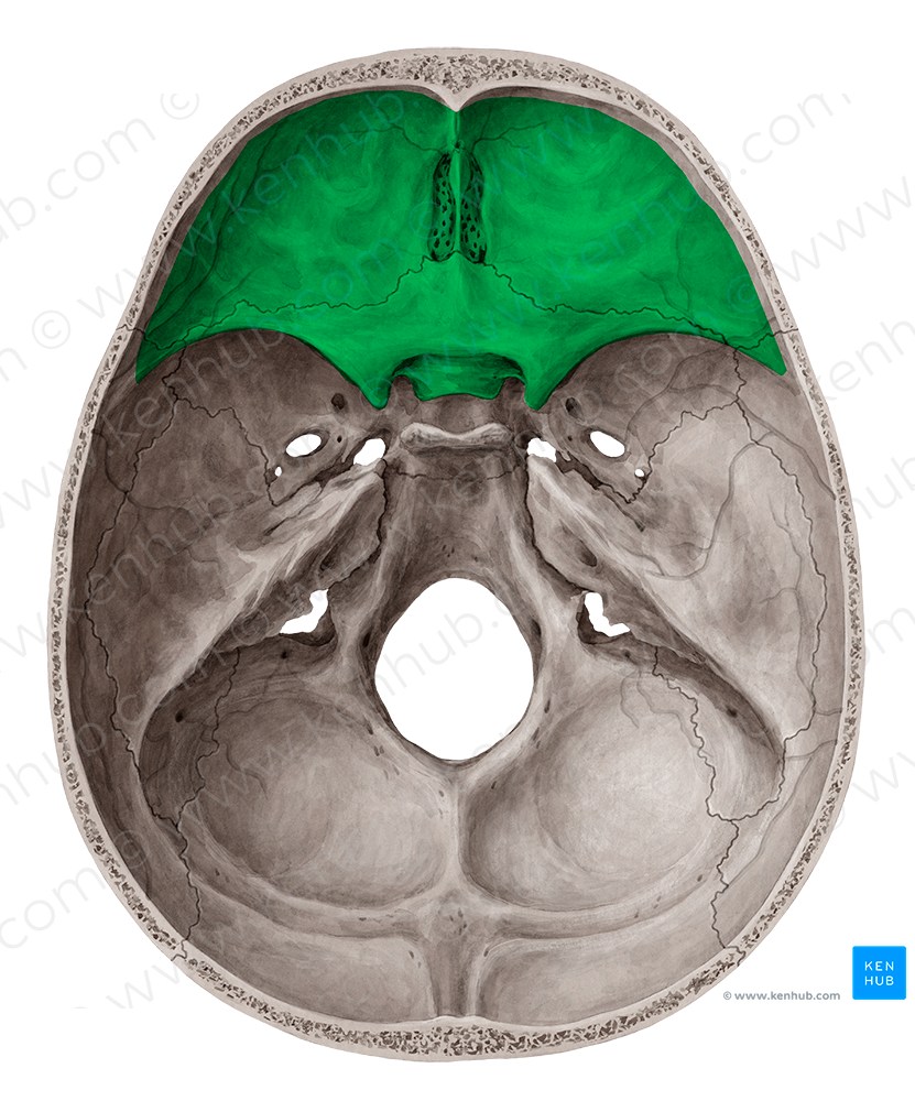 Anterior cranial fossa (#3841)