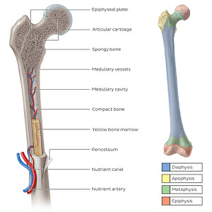 Femur cross section (English)