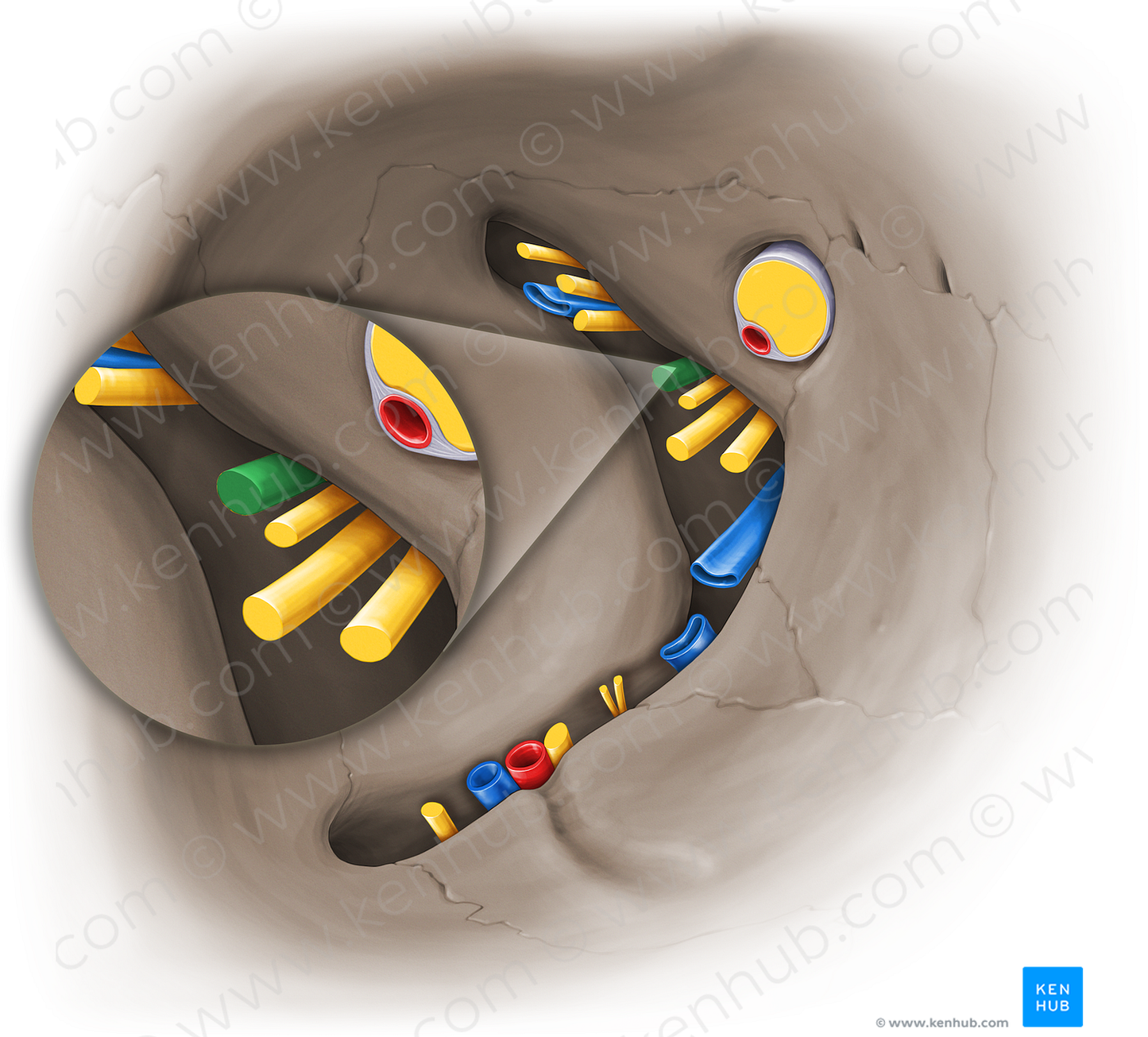 Superior branch of oculomotor nerve (#14100)