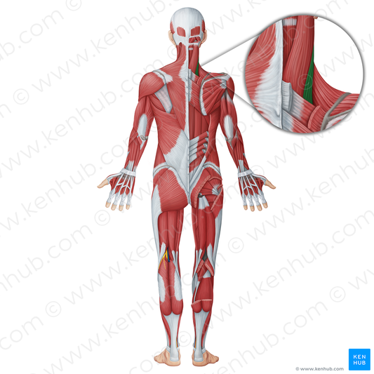 Splenius cervicis muscle (#18750)