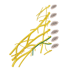 Medial brachial cutaneous nerve (#6369)