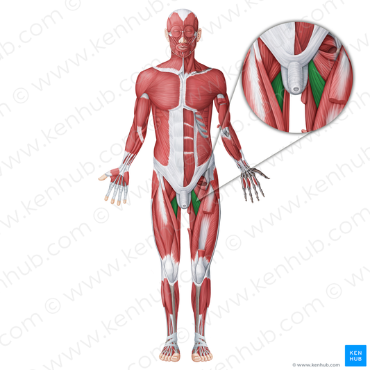 Adductor longus muscle (#18639)