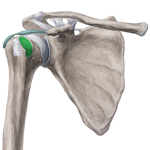 Lesser tubercle of humerus (#9739)