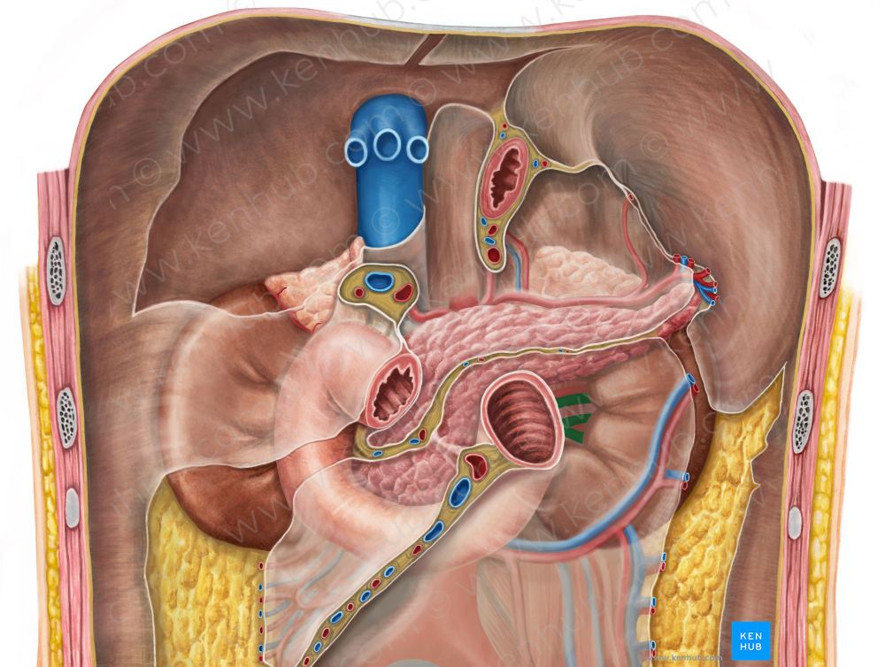 Left renal vein (#10555)