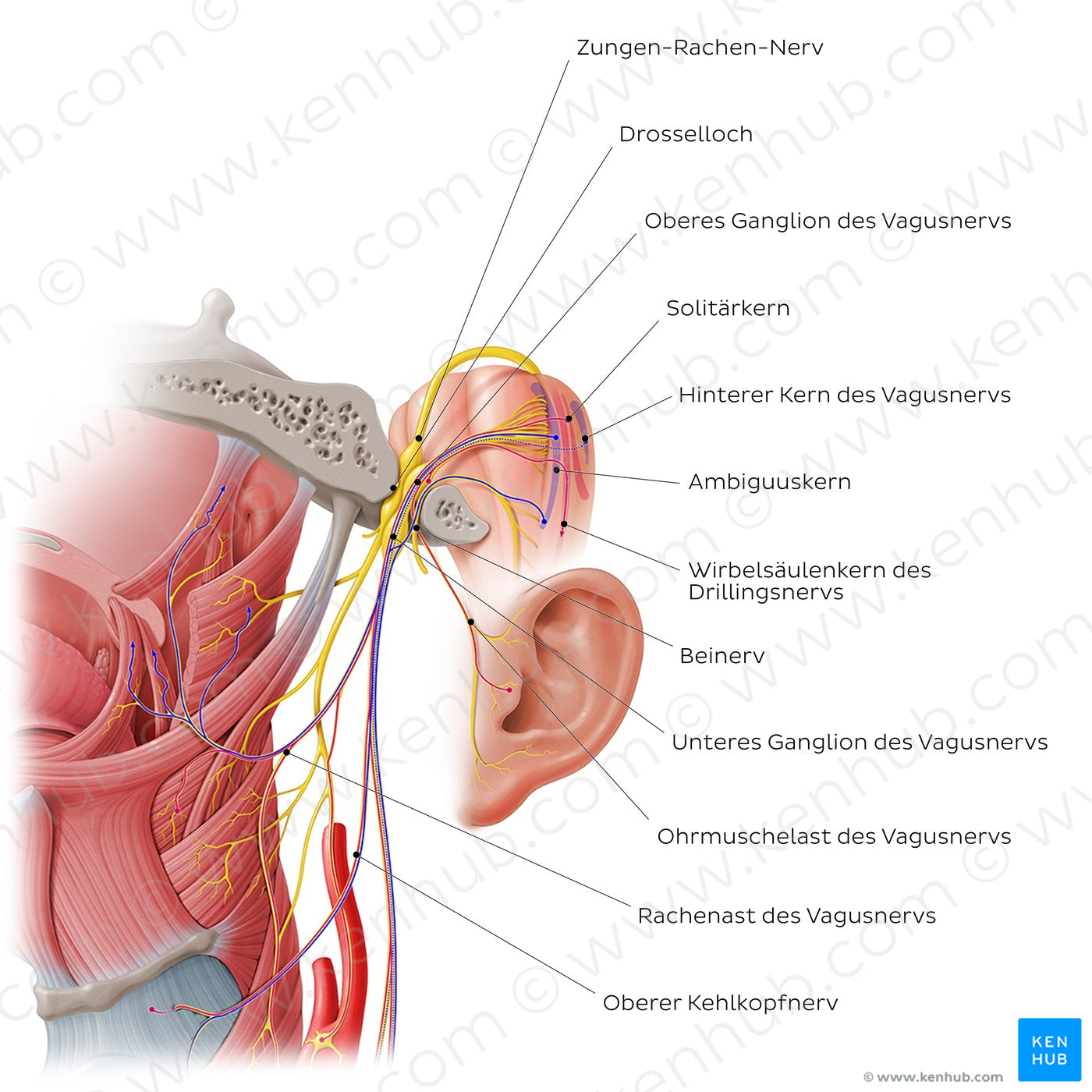 Vagus nerve: intracranial and upper cervical parts (German)