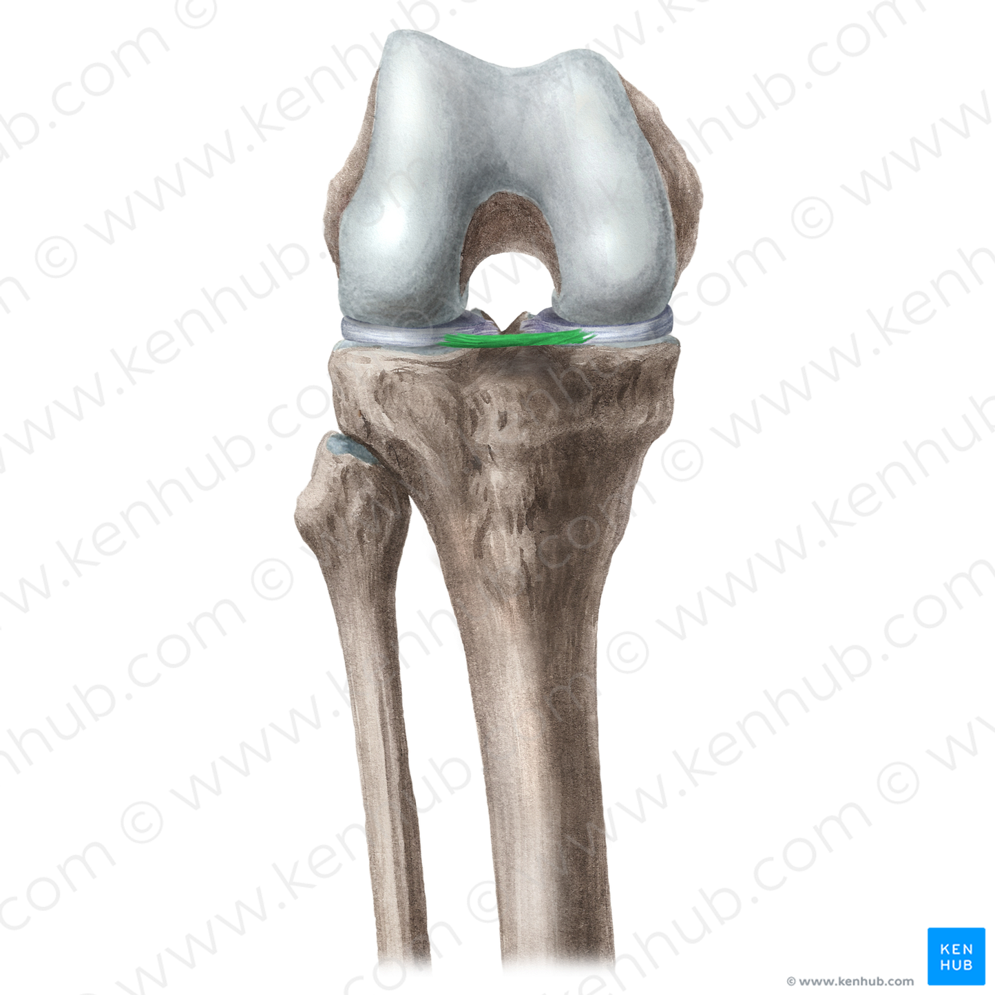 Transverse ligament of knee (#4660)