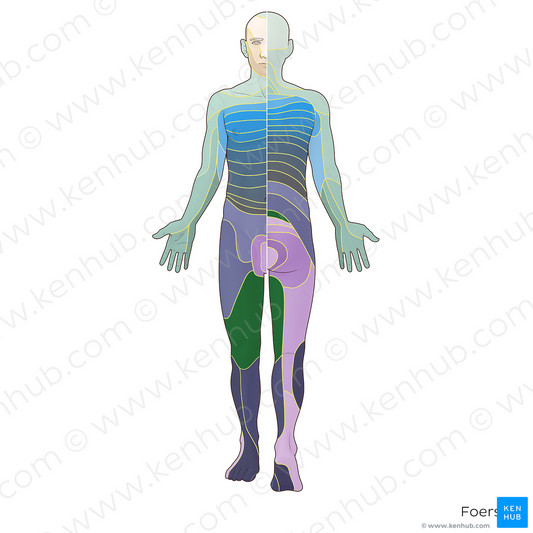 L3 dermatome (#20853)