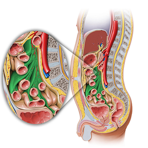 Mesentery (#5075)