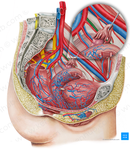 Left obturator vein (#10440)