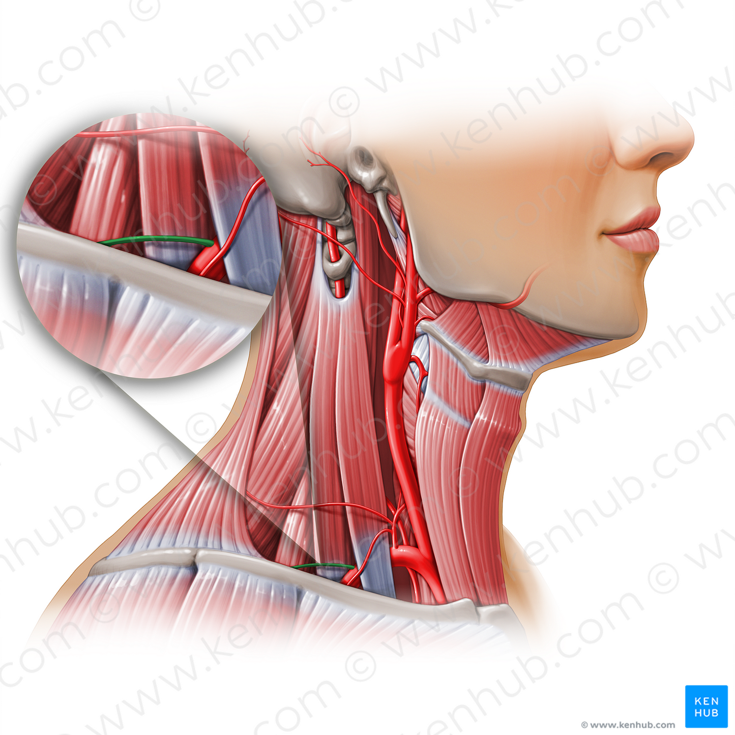 Dorsal scapular artery (#11167)