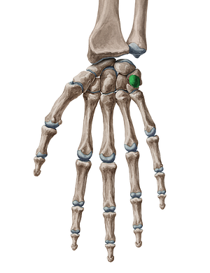 Pisiform bone (#7479)