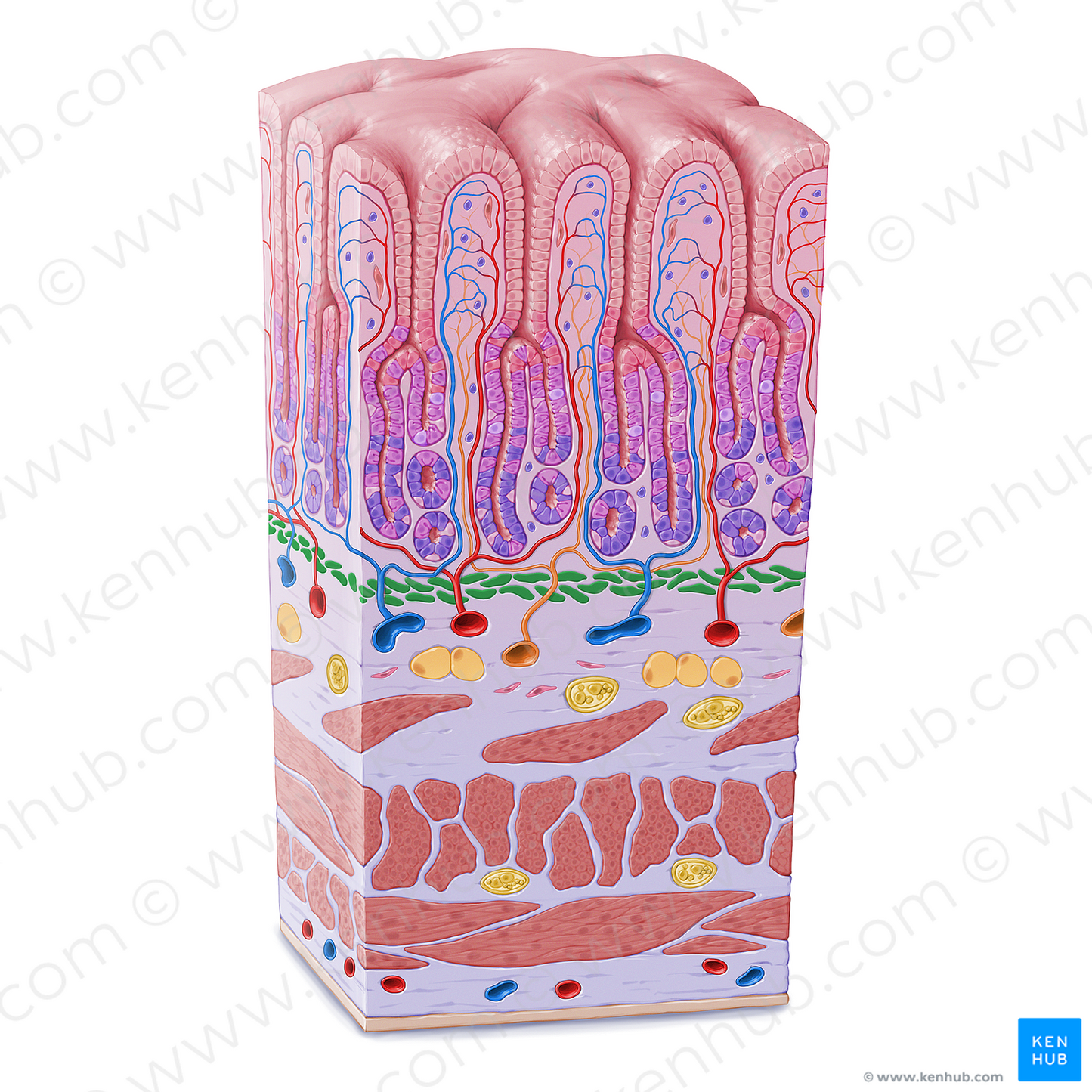 Muscularis mucosae (#21610)