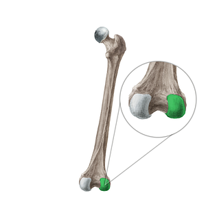 Lateral condyle of femur (#2821)