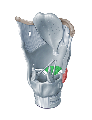 Median cricothyroid ligament (#18316)