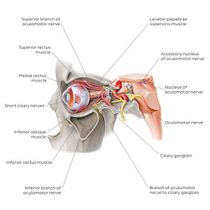 Oculomotor nerve (English)