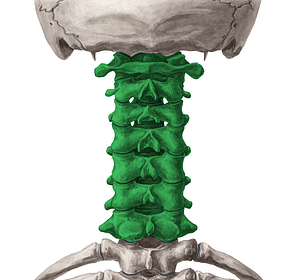 Cervical vertebrae (#10748)