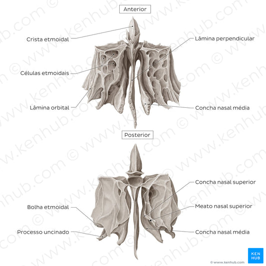 Ethmoid bone (anterior and posterior views) (Portuguese)